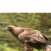 گونه عقاب طلایی Golden Eagle